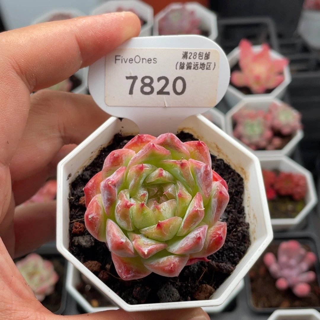 不知名糖心7820-4.5厘米