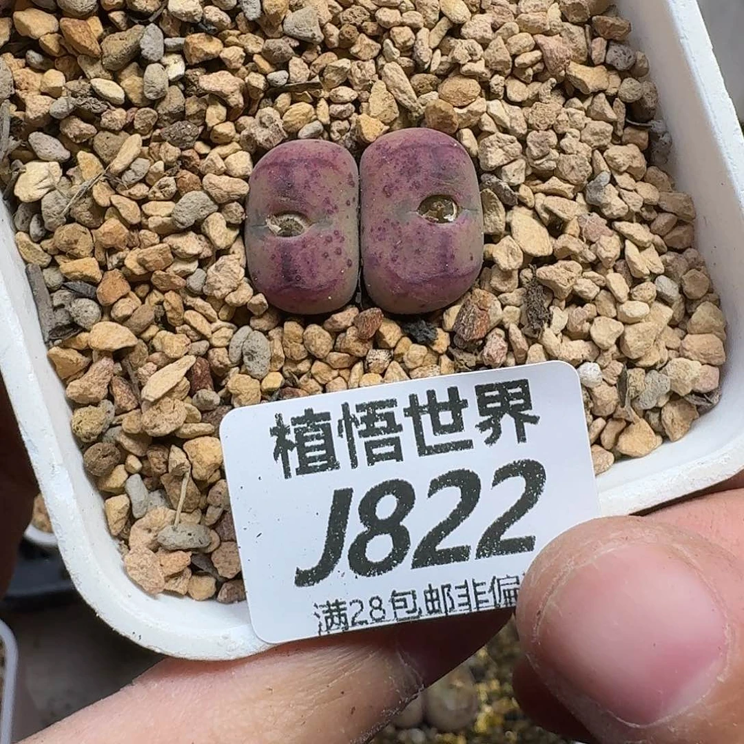 是***～多肉植物的润泽ghj