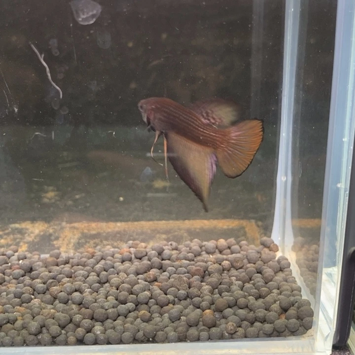 斗鱼泰国斗鱼229号