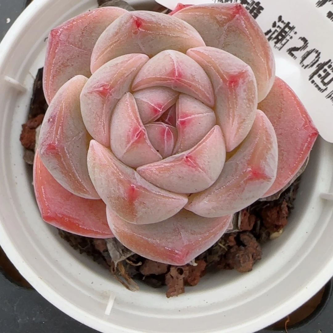 花语逸镜0128-375