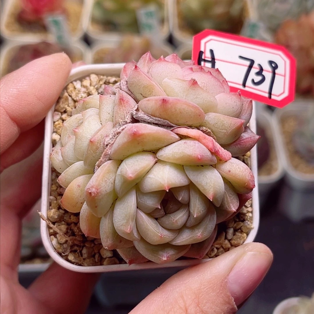 Z**?H739一物一拍 孤品珍妮母本