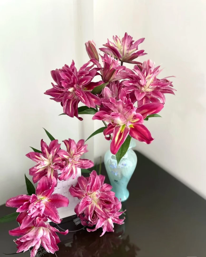 【玫瑰夫人重瓣百合花鲜花】云南产地直发 | 新鲜采摘