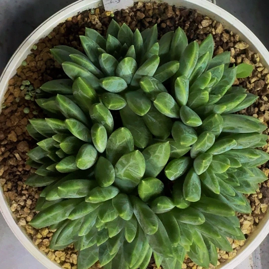 水晶萝莉 一物一拍