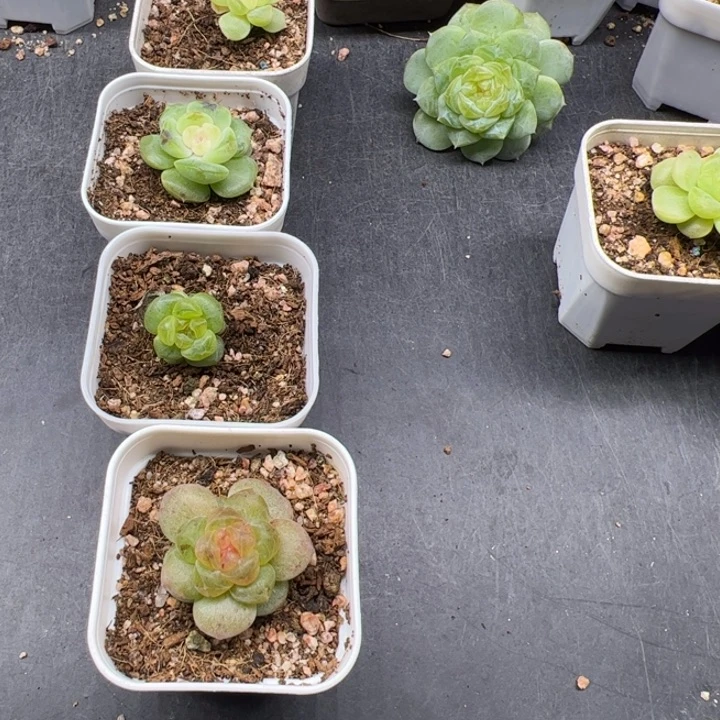 一物一拍精品糖心多肉植物，点点