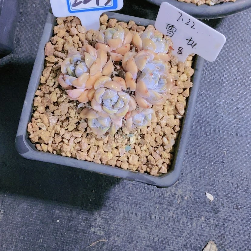 【闪购商品】?***?2243