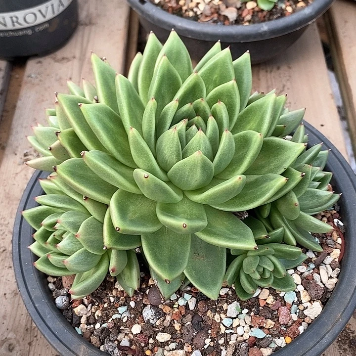 D264- 直播福利 蔷薇