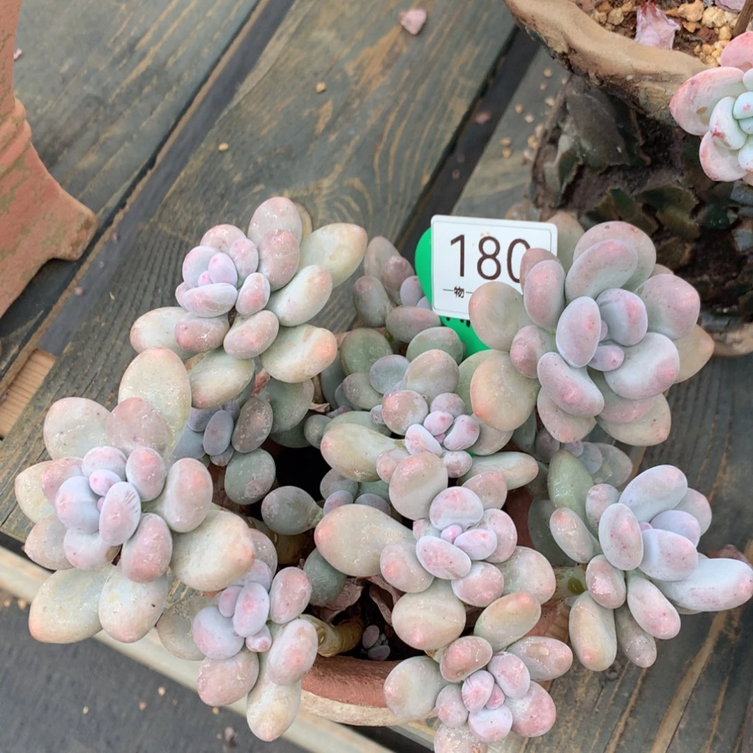 蛋黄奶老桩无砍平头180