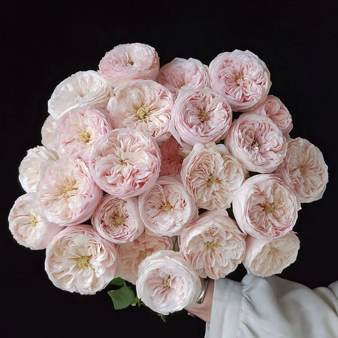 多头玫瑰-酷皮【任意凑两单冷链包邮】云南鲜花