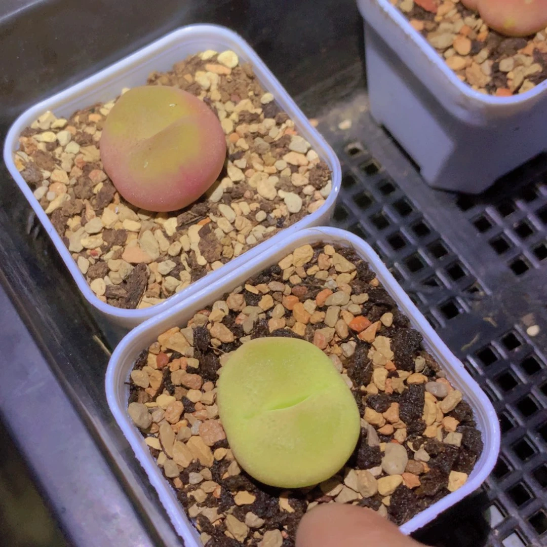 1585855555666666666555658