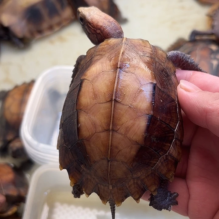 母绿毛龟糖***?剧院龟