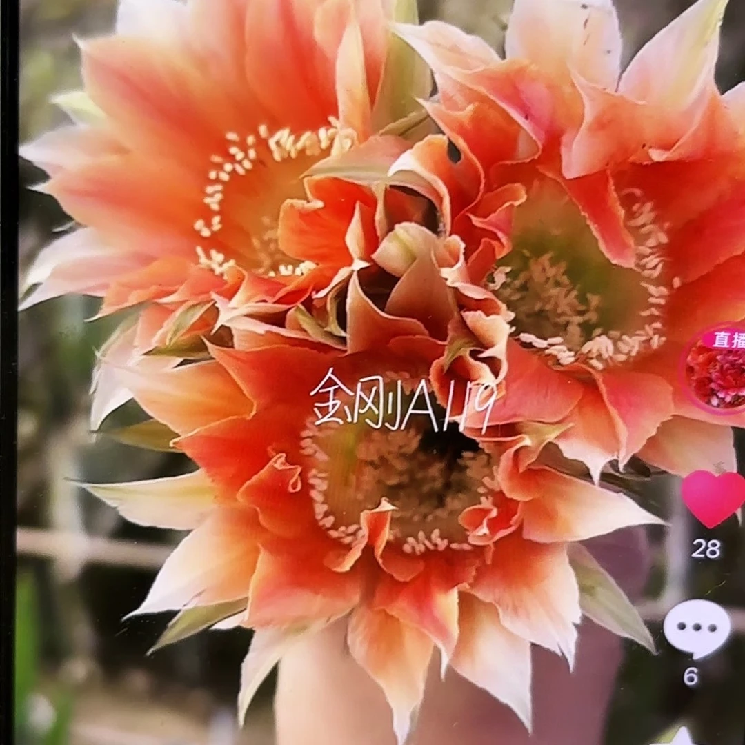 金刚A119 侧牙20包邮仙人球6