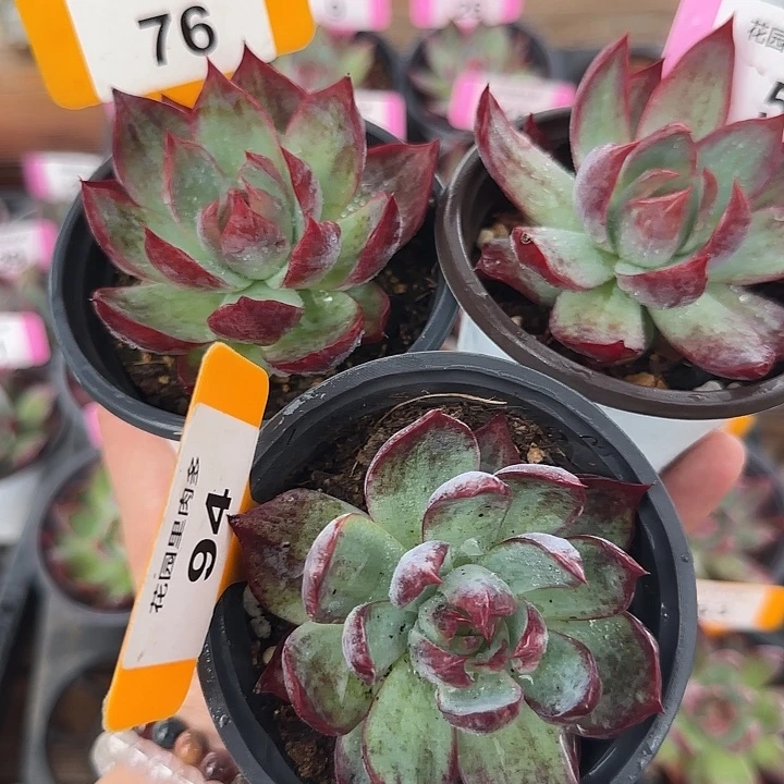 低***调76、94、5 惊鸿仙子多肉植物