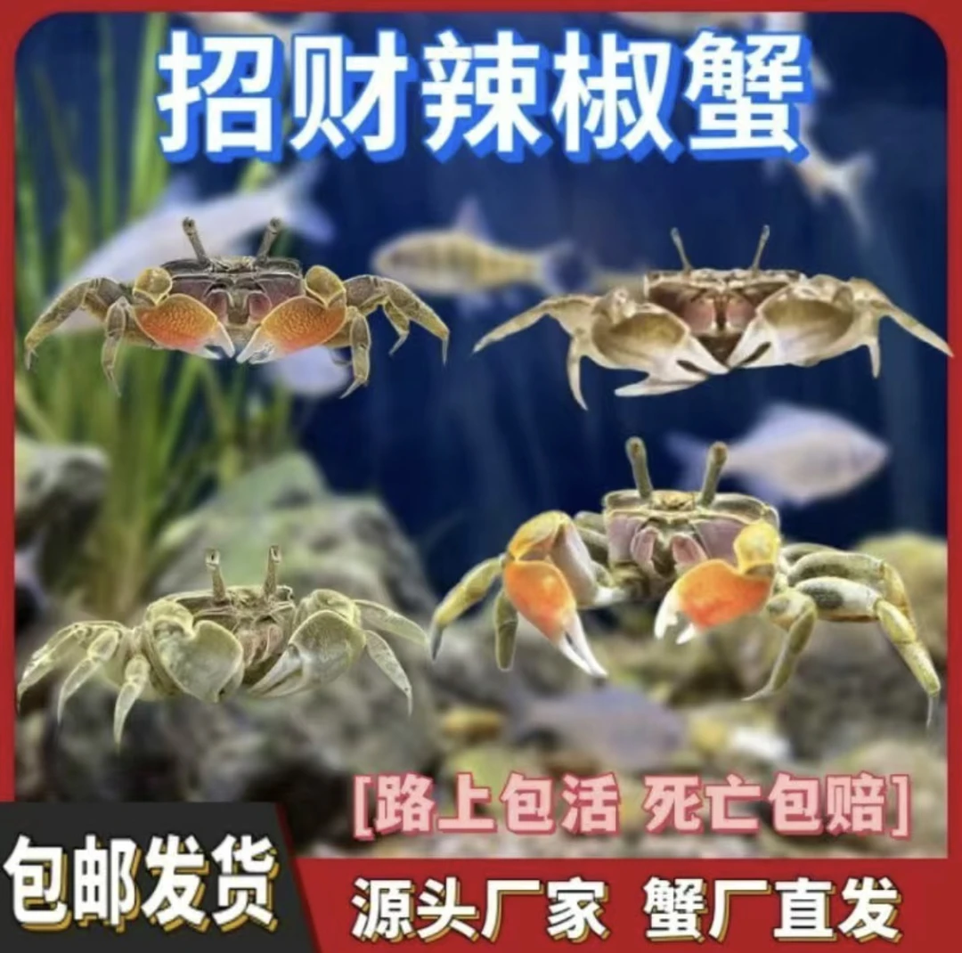 观赏蟹迷你辣椒蟹除藻蟹活体爬宠产宠物蟹可与观赏鱼混养