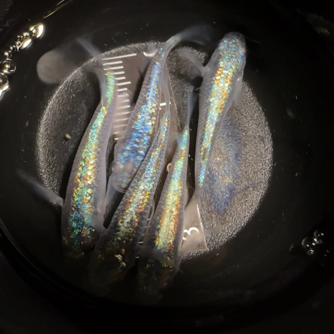 青鳉鱼一物一拍437