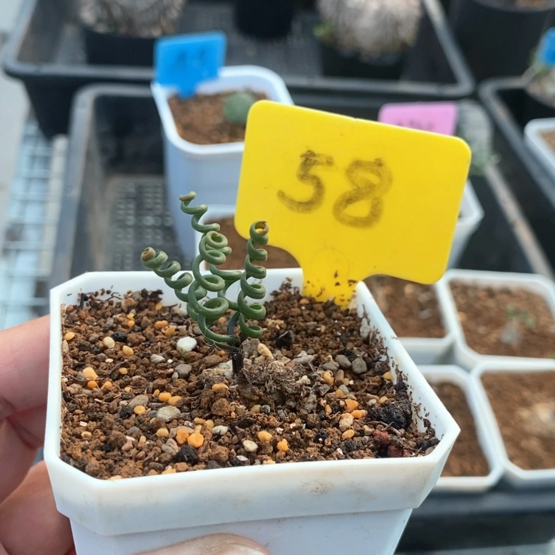 钢丝弹簧草多肉植物