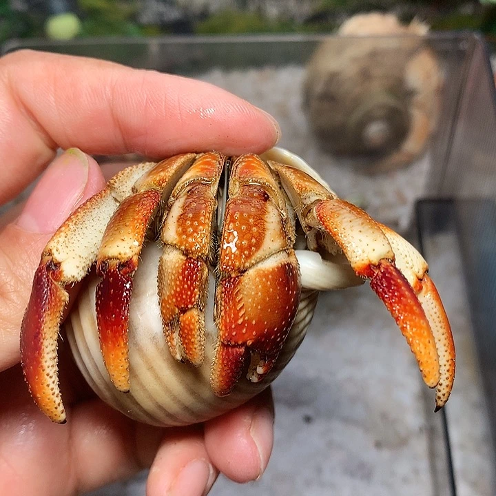 3.4口径奔跑的寄居蟹16号