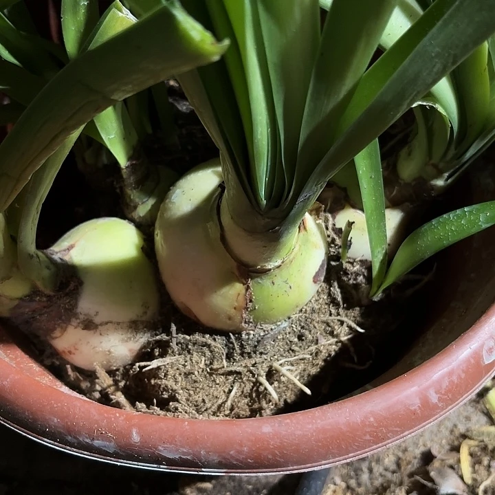 哎****无花朵朱顶红蔓越莓一坨