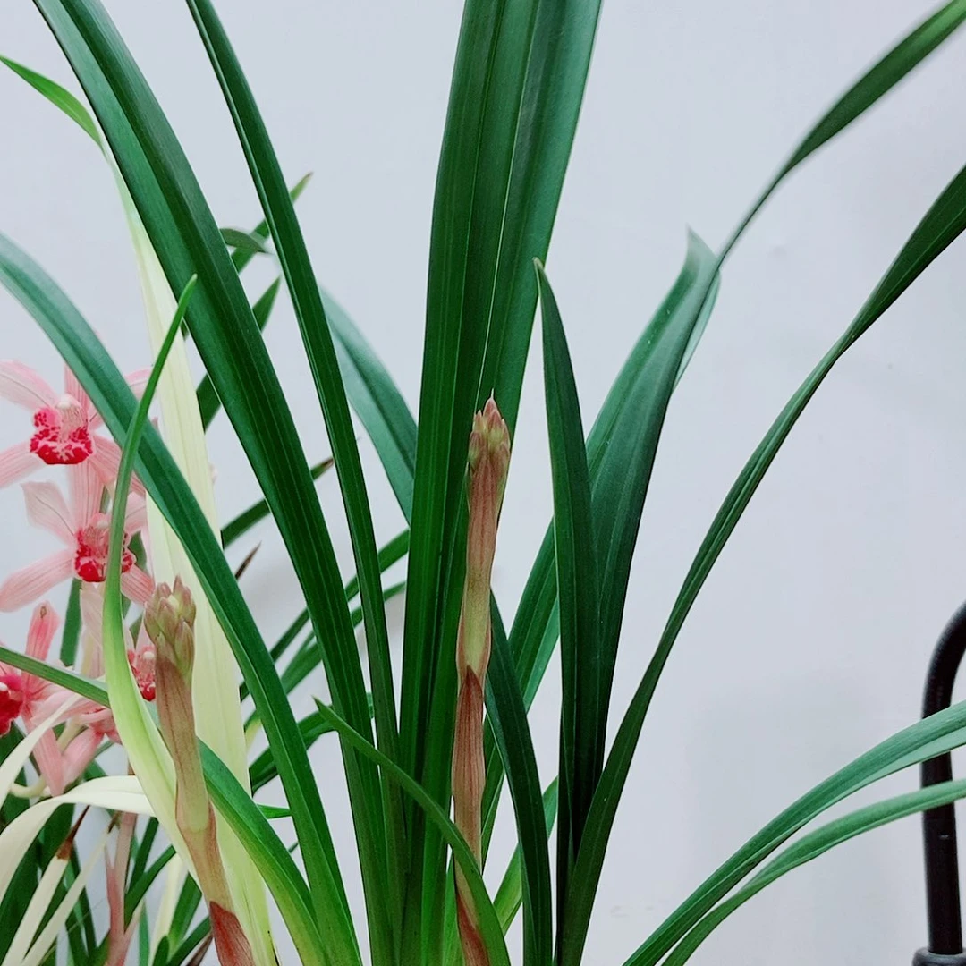 当前无花栽培后可以开花