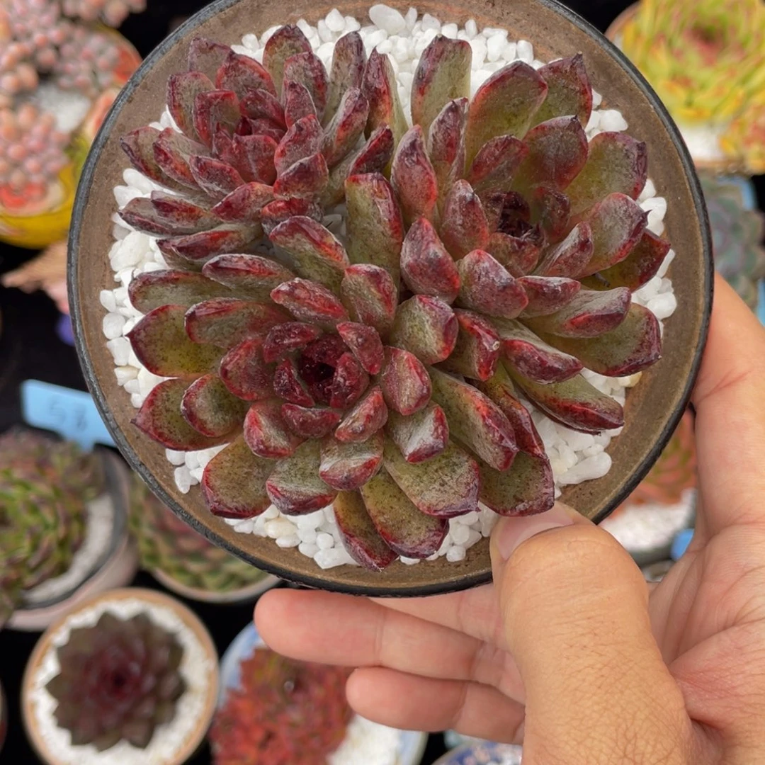 多肉植物盆栽多肉
