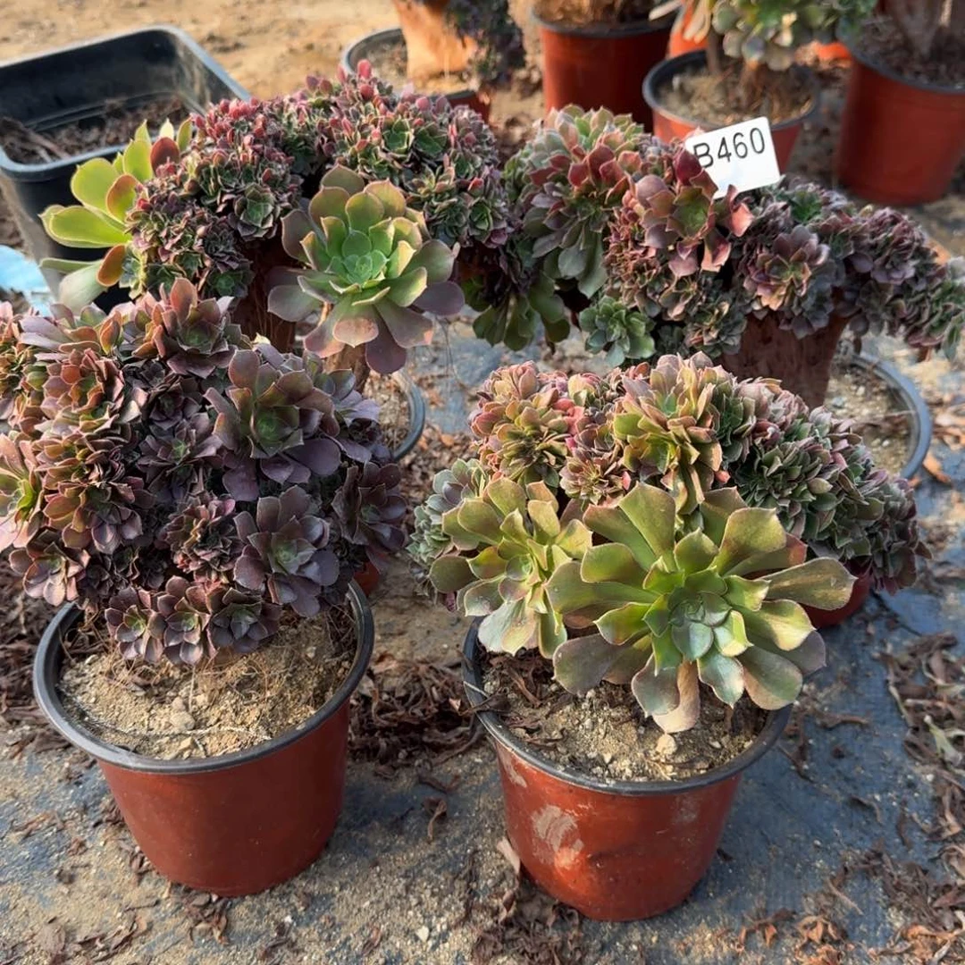 460火玫瑰共4颗有伤