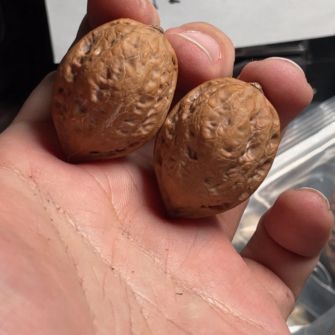 文玩核桃吊坠小光头