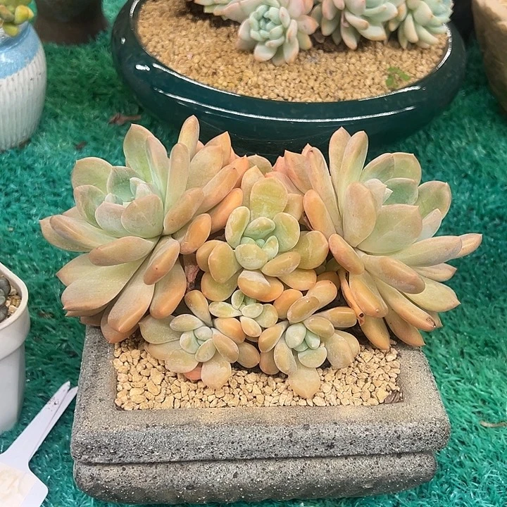 ，，，，，，，，，，，，，，，，，，，，，