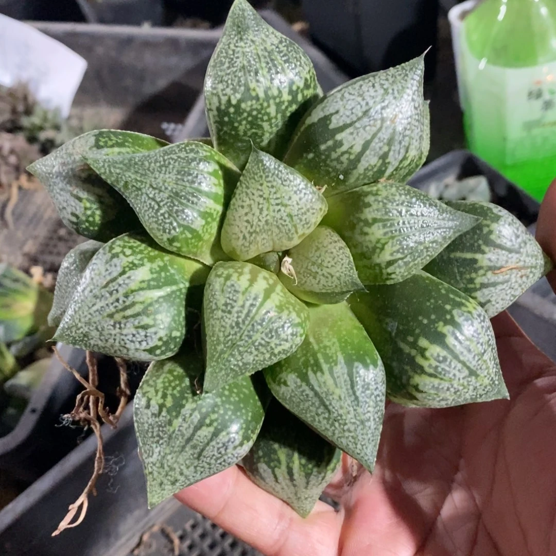 745 一颗实生丸叶白银 13公分以上 超级福利