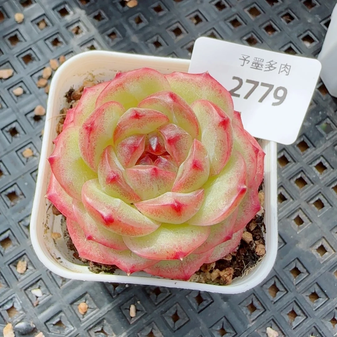 雪柠美人，2779多肉植物