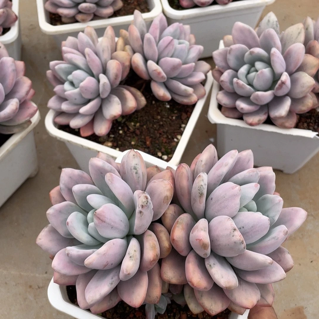 奥普锦精控双头14厘米可挑