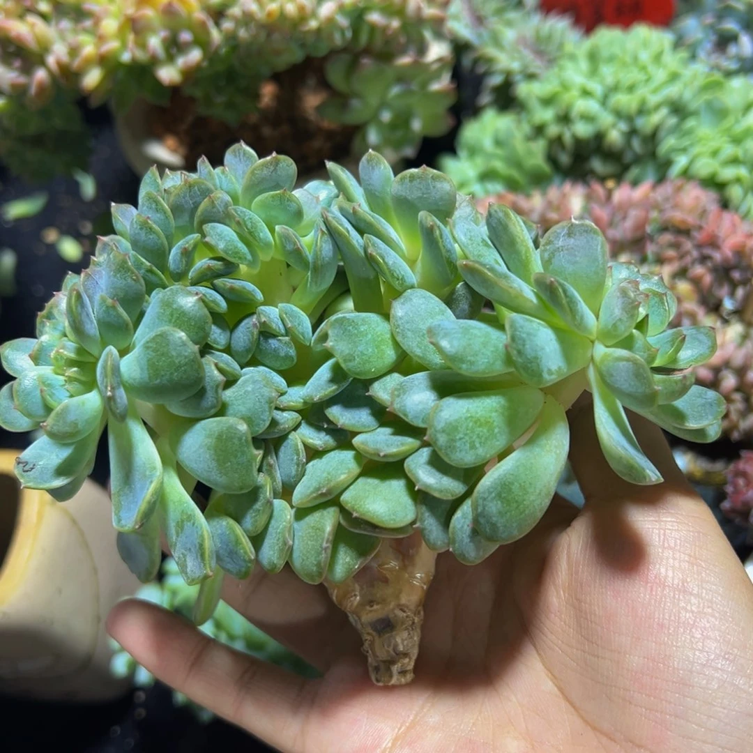 红恋缀化高板三角桩天天开心