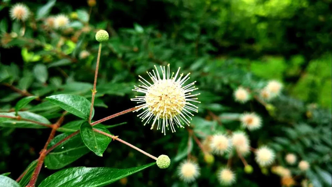 水杨梅鱼缸造景庭院盆栽可自选水培土培沙培种植