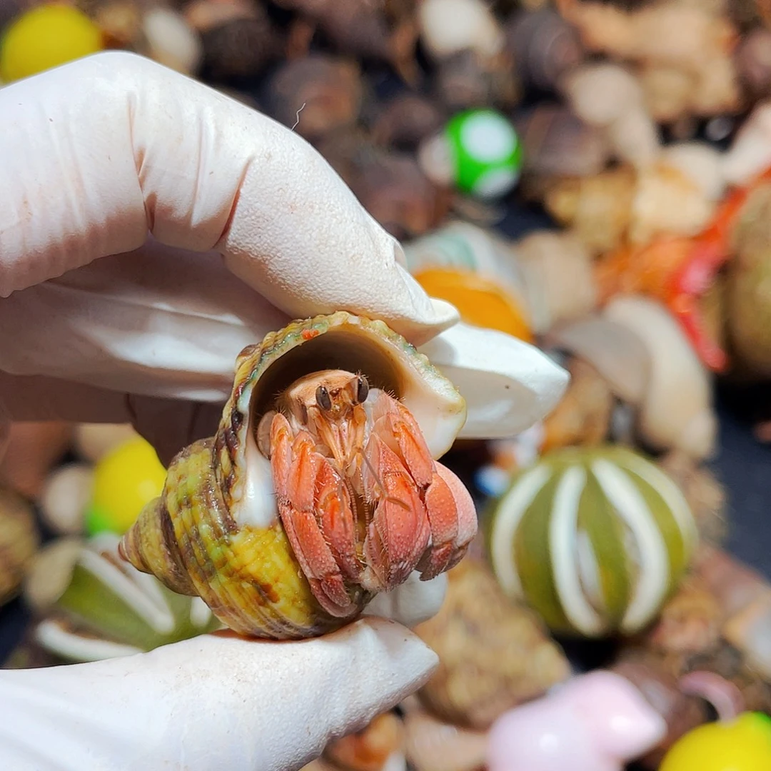 陌派有钳寄居蟹782