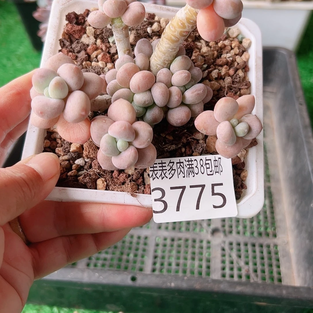 无花朵多肉一物一拍植物3775