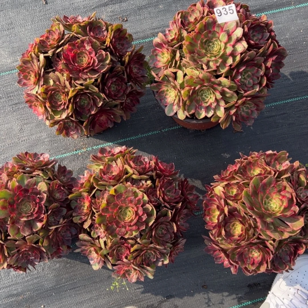 无花朵我是真的喜欢这个