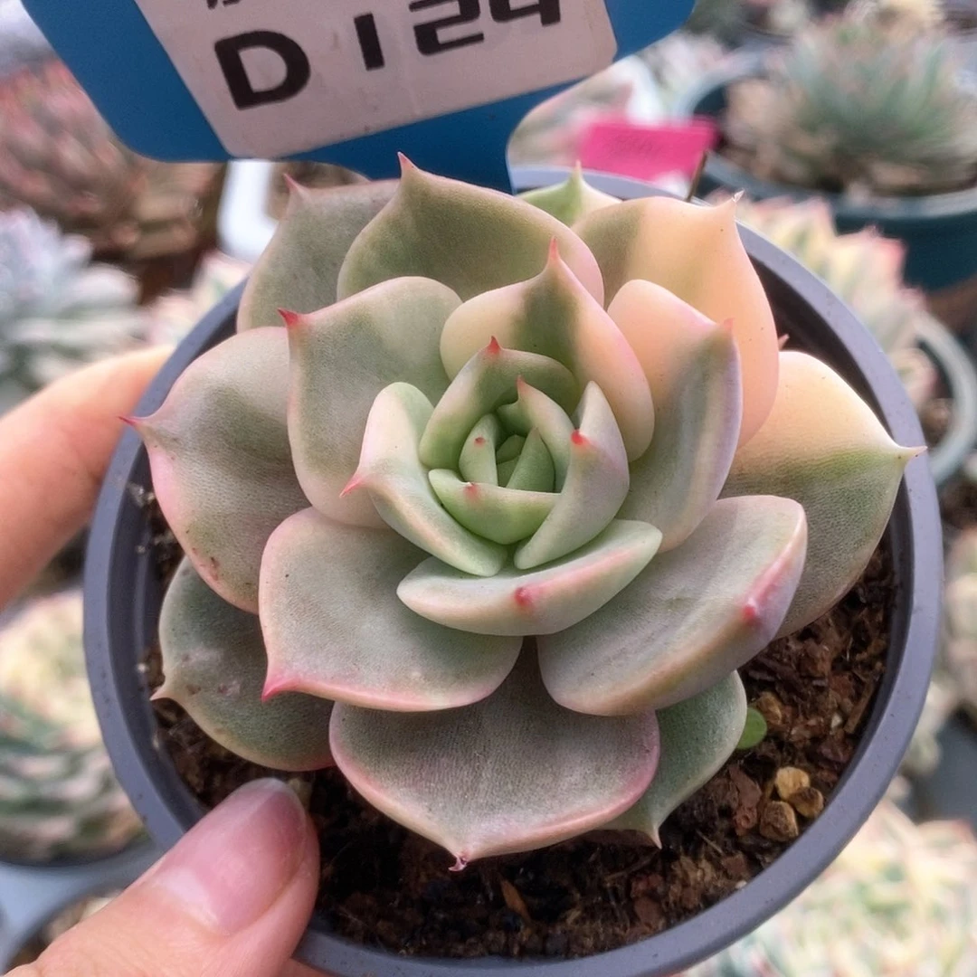 124贝加尔湖锦锦锦锦锦