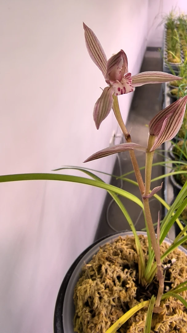 兰心慧质  兰花的世界与象征