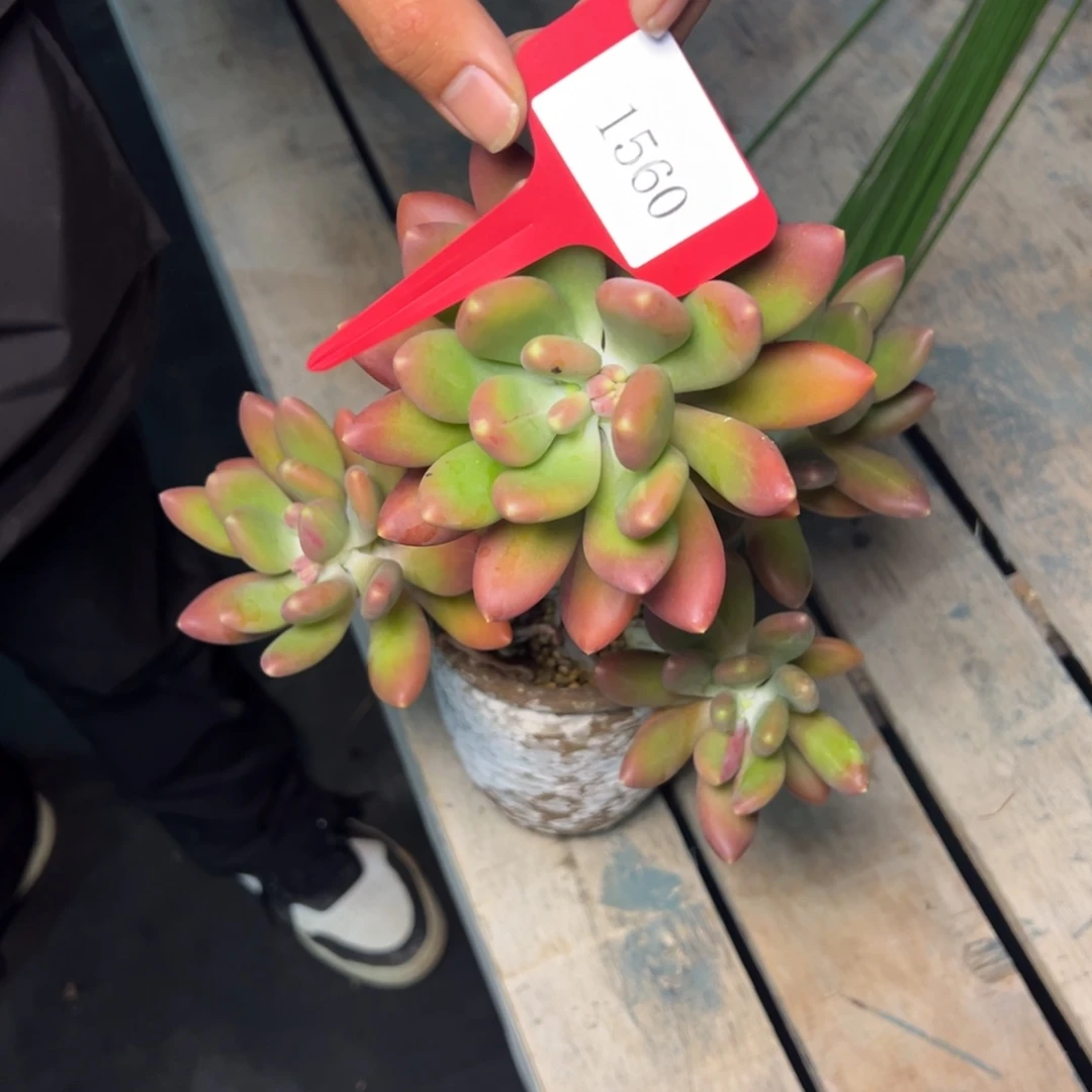 1560肉多哦耶Tom哦