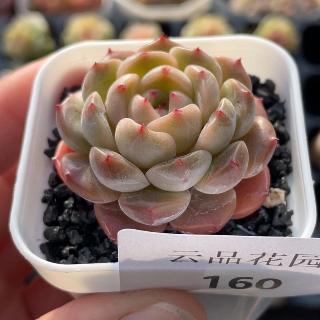 160号糖心冰心珍妮