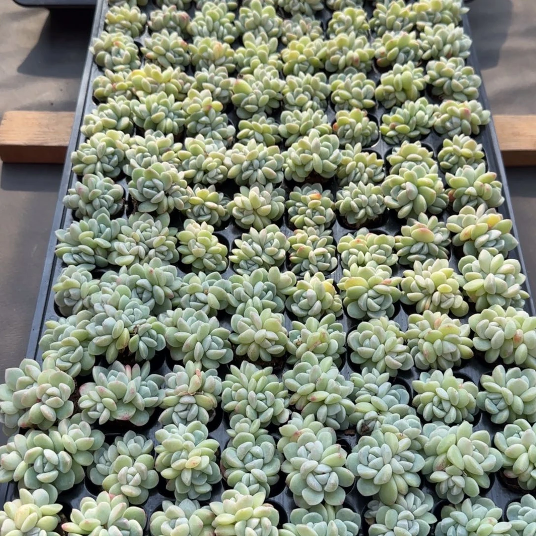 （量拍）冰玉群3颗多送1颗