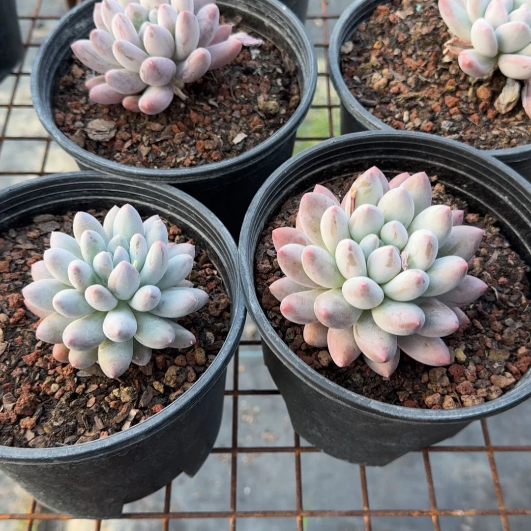 粉美人单头多肉植物