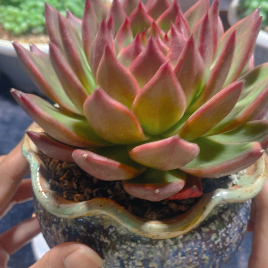 不知名多肉植物一棵