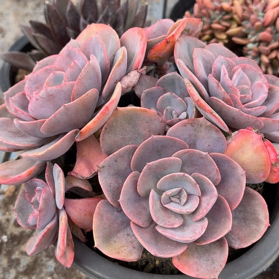 尘埃玫瑰惊鸿一物一拍包装收缩花旱