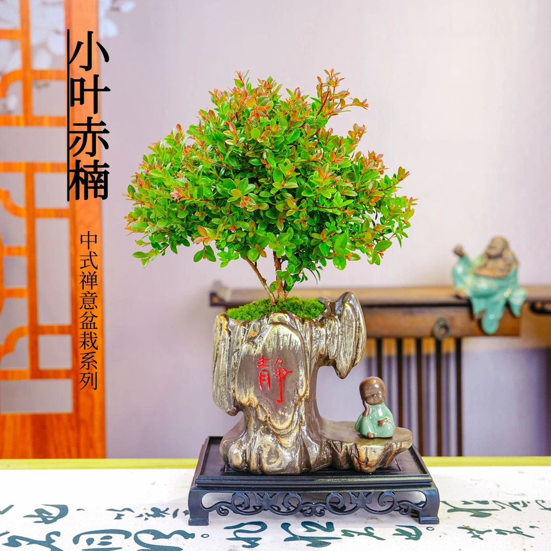 【老桩金丝楠木】盆栽净化空气办公室茶室桌面绿植盆景四季好养花卉