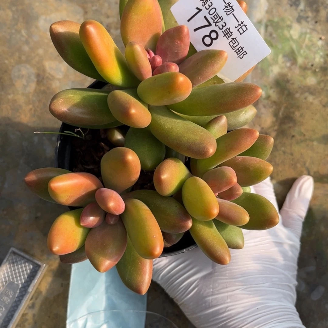 ****小178芒果奶多肉植物……