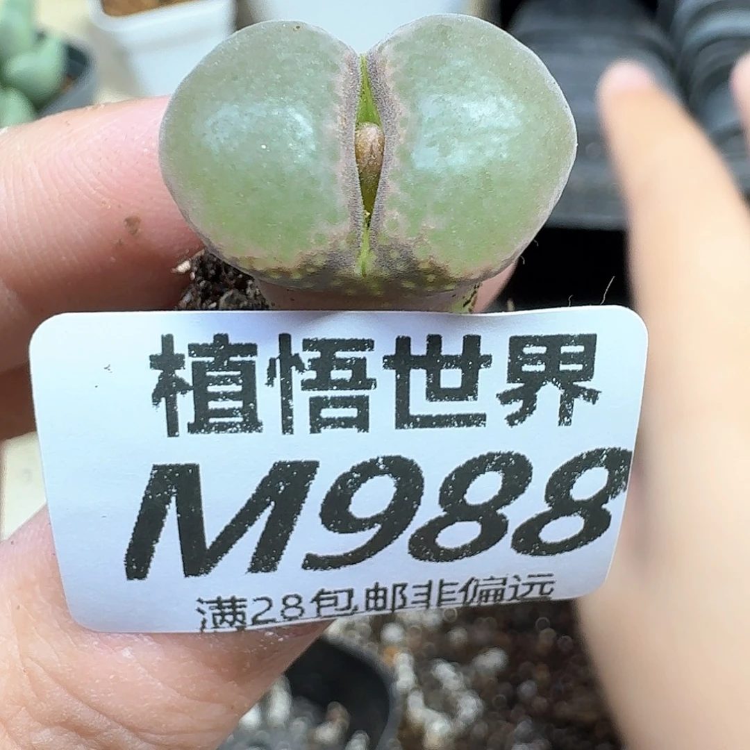 多肉植物的润泽地法