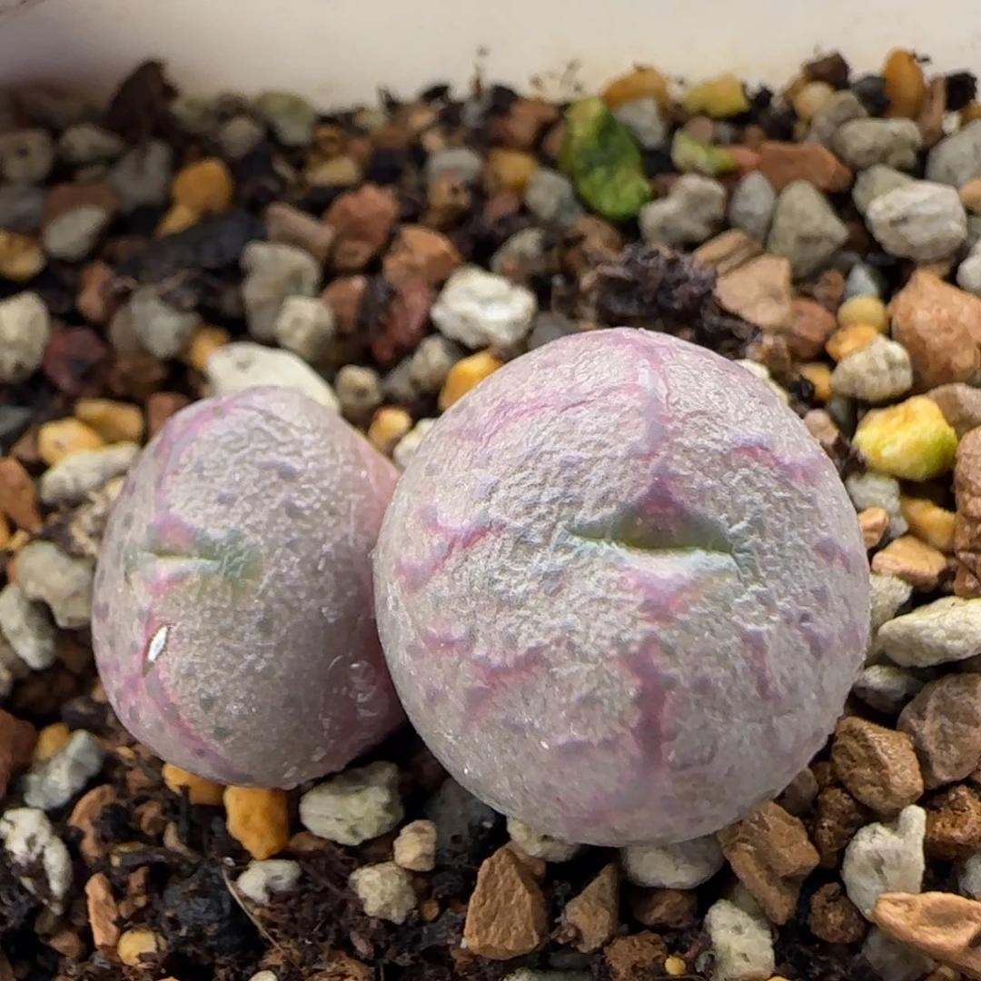 12-27-4-4当天满38包邮清货mf3杂交1.5cm脱土