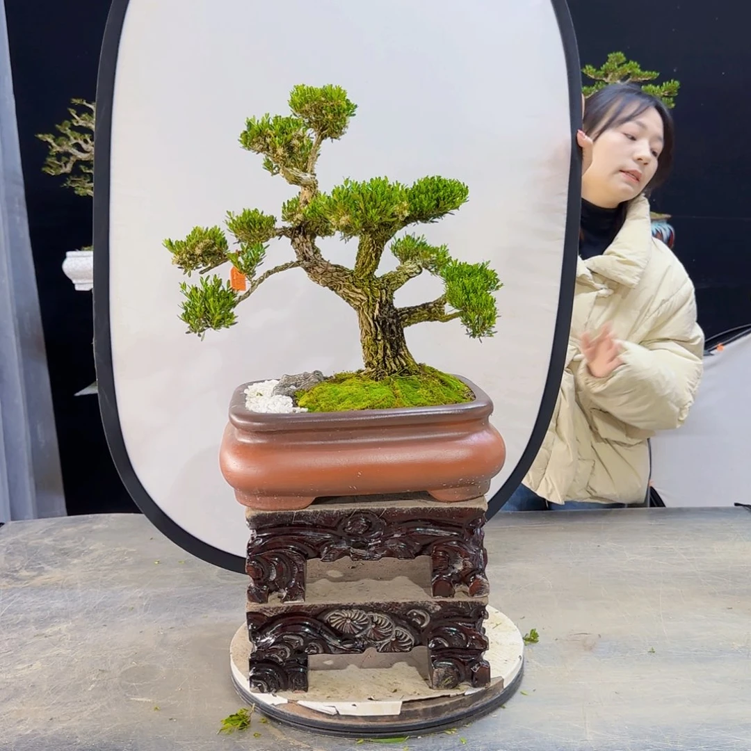 高端盆景艺术作品