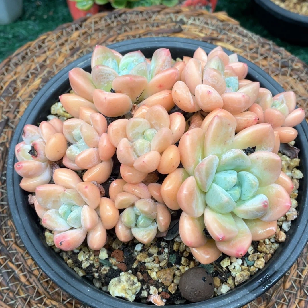 香玉一物一拍28包邮非偏远