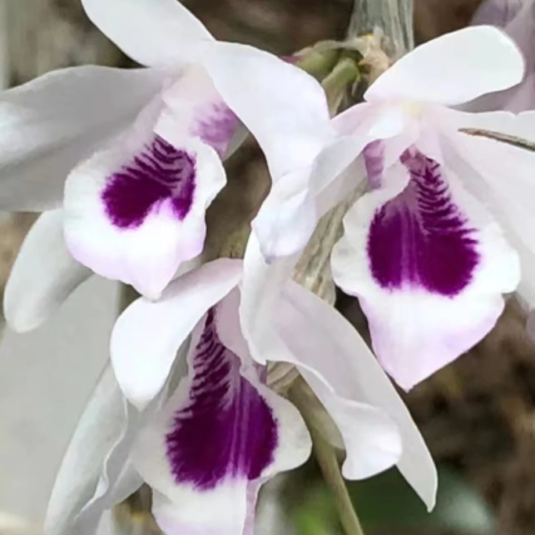 紫菀石斛兰盆栽花卉可无土栽培适合客厅阳台的绿植