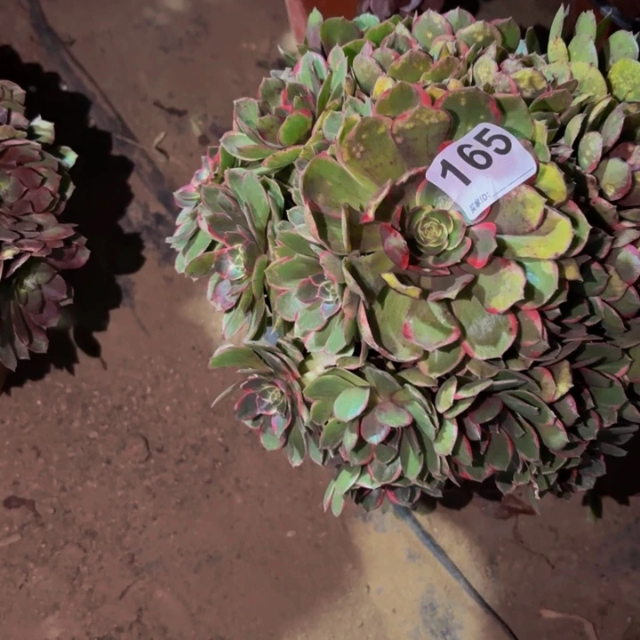 165孔雀翎多肉植物不售后